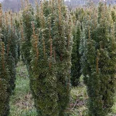 Taxus baccata 'David', mB 120- 140 Taxus baccata 'David', mB 120- 140