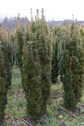 Eibe 'David' - Taxus baccata 'David' Eibe 'David' - Taxus baccata 'David'