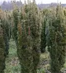 Eibe 'David' - Taxus baccata 'David'
