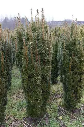 Eibe 'David' - Taxus baccata 'David'