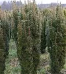 Eibe 'David' - Taxus baccata 'David'