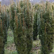 Taxus baccata 'David', mB 120- 140