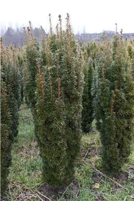 Eibe 'David' - Taxus baccata 'David'