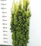 Eibe 'David' - Taxus baccata 'David' Eibe 'David' - Taxus baccata 'David'