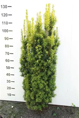 Eibe 'David' - Taxus baccata 'David' Eibe 'David' - Taxus baccata 'David'