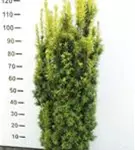 Eibe 'David' - Taxus baccata 'David'