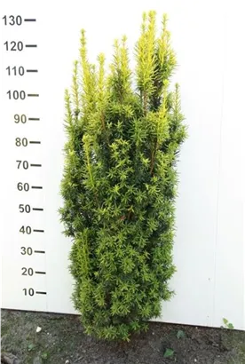 Eibe 'David' - Taxus baccata 'David'