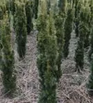 Gold-Säuleneibe - Taxus baccata 'Fastigiata Aurea'