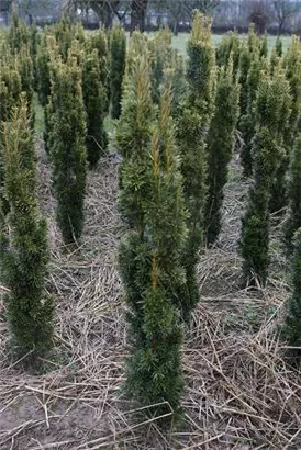 Gold-Säuleneibe - Taxus baccata 'Fastigiata Aurea'