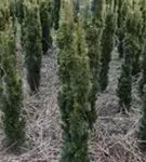 Gold-Säuleneibe - Taxus baccata 'Fastigiata Aurea'