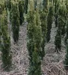 Gold-Säuleneibe - Taxus baccata 'Fastigiata Aurea'