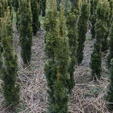 Taxus baccata 'Fastigiata Aurea', mB 80- 100