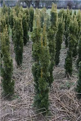 Gold-Säuleneibe - Taxus baccata 'Fastigiata Aurea'
