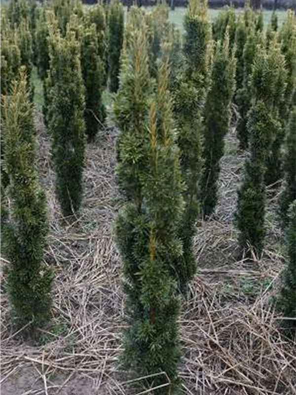 Gold-Säuleneibe - Taxus baccata 'Fastigiata Aurea'