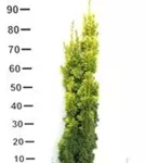 Gold-Säuleneibe - Taxus baccata 'Fastigiata Aurea'