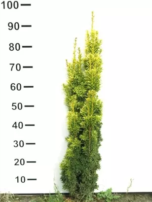 Gold-Säuleneibe - Taxus baccata 'Fastigiata Aurea'