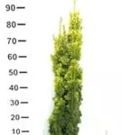 Gold-Säuleneibe - Taxus baccata 'Fastigiata Aurea'
