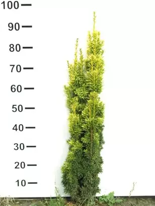 Gold-Säuleneibe - Taxus baccata 'Fastigiata Aurea'