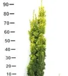 Gold-Säuleneibe - Taxus baccata 'Fastigiata Aurea'