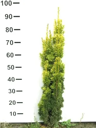 Gold-Säuleneibe - Taxus baccata 'Fastigiata Aurea'