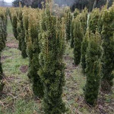Taxus baccata 'Fastigiata Aurea', mB 100- 120