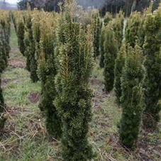 Taxus baccata 'Fastigiata Aurea', mB 100- 120