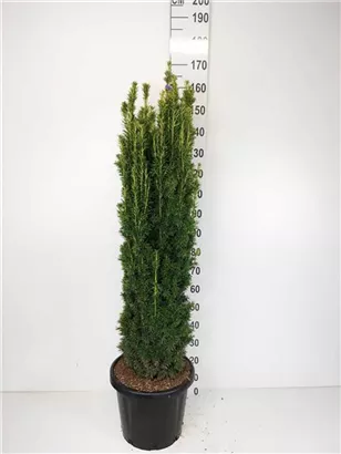 Gold-Säuleneibe - Taxus baccata 'Fastigiata Aurea'