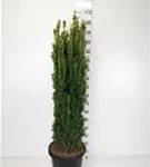 Gold-Säuleneibe - Taxus baccata 'Fastigiata Aurea'