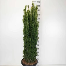 Taxus baccata 'Fastigiata Aurea', C 20 120- 140