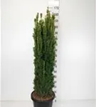 Gold-Säuleneibe - Taxus baccata 'Fastigiata Aurea'
