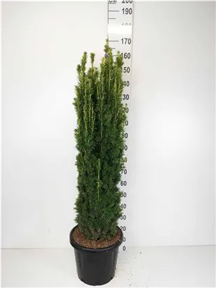 Gold-Säuleneibe - Taxus baccata 'Fastigiata Aurea'
