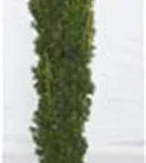Gold-Säuleneibe - Taxus baccata 'Fastigiata Aurea'
