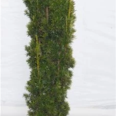 Taxus baccata 'Fastigiata Aurea', mB 120- 140