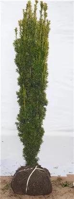 Gold-Säuleneibe - Taxus baccata 'Fastigiata Aurea'