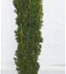 Gold-Säuleneibe - Taxus baccata 'Fastigiata Aurea'