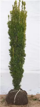 Gold-Säuleneibe - Taxus baccata 'Fastigiata Aurea'