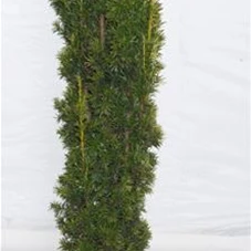 Taxus baccata 'Fastigiata Aurea', mB 120- 140
