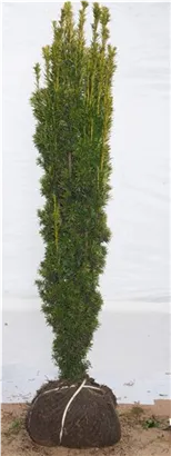 Gold-Säuleneibe - Taxus baccata 'Fastigiata Aurea'