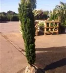 Gold-Säuleneibe - Taxus baccata 'Fastigiata Aurea'