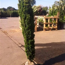 Taxus baccata 'Fastigiata Aurea', mB 140- 160