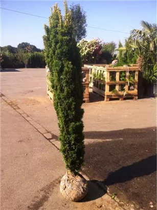 Gold-Säuleneibe - Taxus baccata 'Fastigiata Aurea'