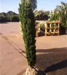 Gold-Säuleneibe - Taxus baccata 'Fastigiata Aurea'