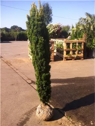 Gold-Säuleneibe - Taxus baccata 'Fastigiata Aurea'