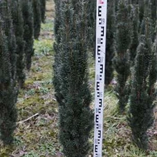 Taxus baccata 'Fastigiata Robusta', mB 80- 100