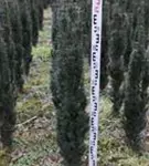 Schmale Säuleneibe - Taxus baccata 'Fastigiata Robusta'