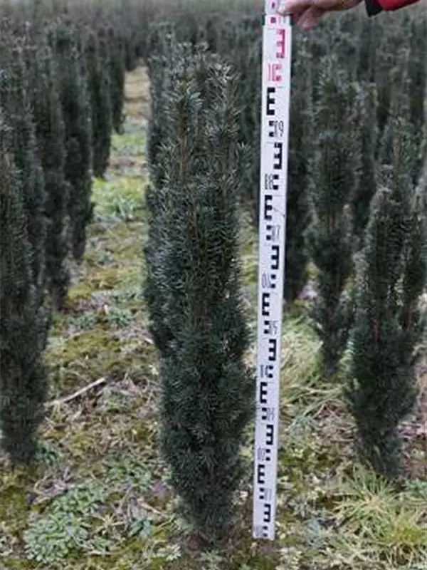Schmale Säuleneibe - Taxus baccata 'Fastigiata Robusta'