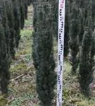 Schmale Säuleneibe - Taxus baccata 'Fastigiata Robusta'