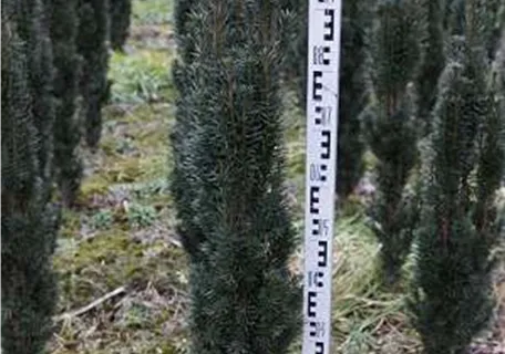 Taxus baccata 'Fastigiata Robusta' - Schmale Säuleneibe