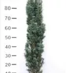 Schmale Säuleneibe - Taxus baccata 'Fastigiata Robusta'