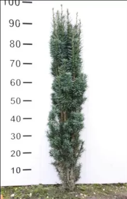 Schmale Säuleneibe - Taxus baccata 'Fastigiata Robusta'